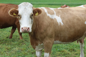 Kühe auf einer Weide