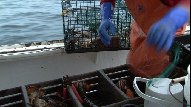 Close up of lobsters in a trap, ZM out