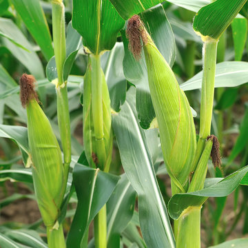Corn field , Thailand