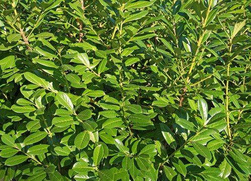 Lorbeerkirsche - Prunus laurocerasus