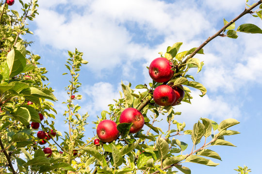 Apfelbaum Zweig mit roten Äpfeln