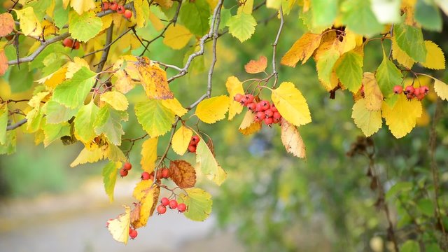 Hawthorn autumn with berries and yellow leaves