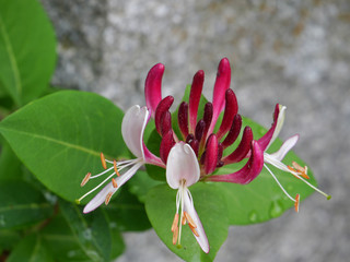 Waldgeißblatt / Lonicera periclymenum