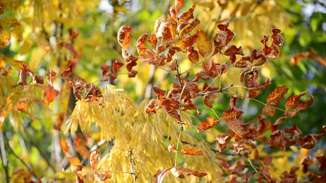 Close up of ash tree yellow leaves in autumn