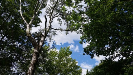 Lücke zwischen Baumkronen - Himmel mit Wolken