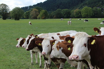 Kühe auf einer Weide