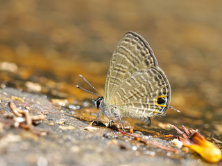 Butterfly (Common Ciliate Blue) , Thailand