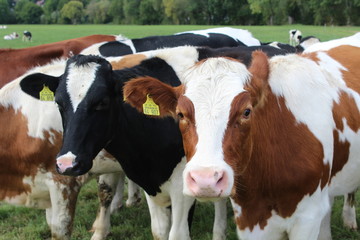 Kühe auf einer Weide