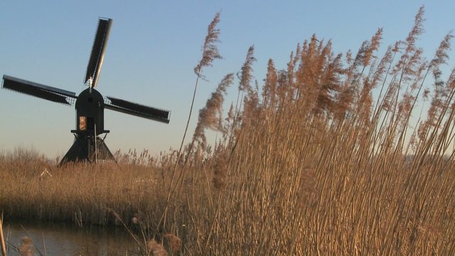 A windmill spins near high grasses in Holland.