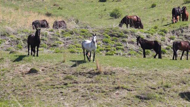 Small herd of horses feeding