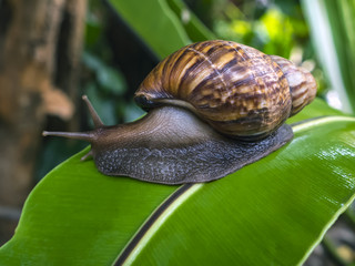 Snail move slowly  on bird'nest fern leaf