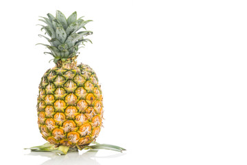 Fresh whole juicy and nutritious pineapple fruit against white background