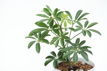 観葉植物シェフレラ