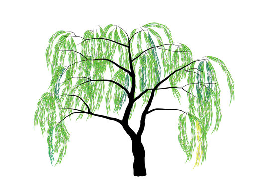Weeping Willow sketch  by Nata ArtistaDonna from
