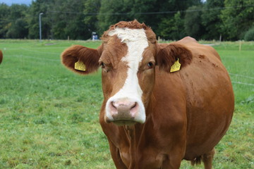 Fototapeta na wymiar Kuh auf einer Weide