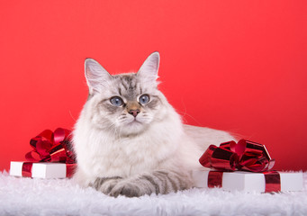 Beautiful purebred cat with Christmas gifts. New year. Christmas animals