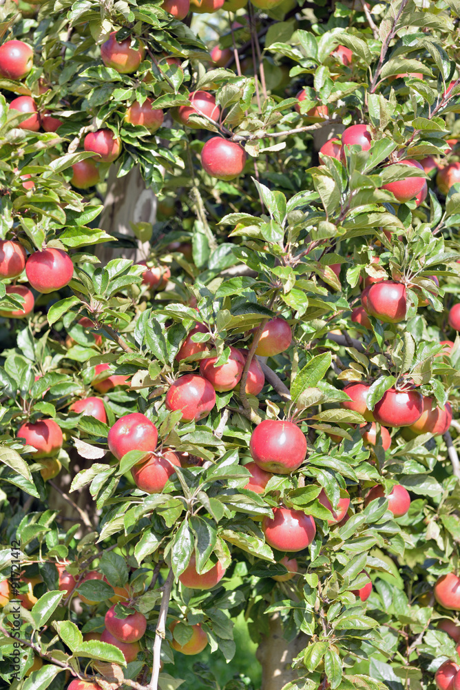 Poster ramassage des pommes