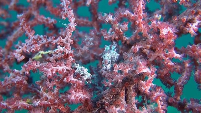 Two Pink Pygmy seahorses on gorgonian coral