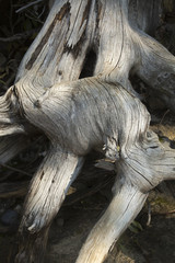 Bleached tree roots, shore of Jenny Lake, Jackson Hole, Wyoming.