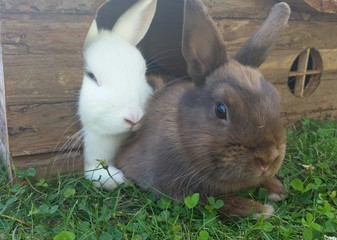 Zwergkaninchen im Garten