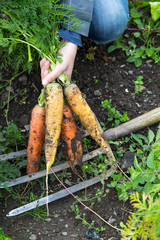Orange and yellow carrots and a fork on the ground