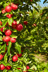 red apples on the trees in the orchard