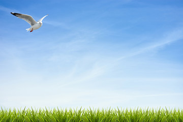 Grass grass under blue sky, clouds and bird