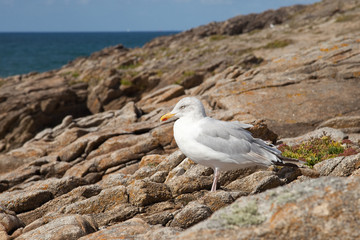 Mouette ou goéland