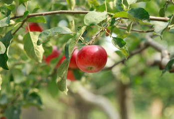 apple tree
