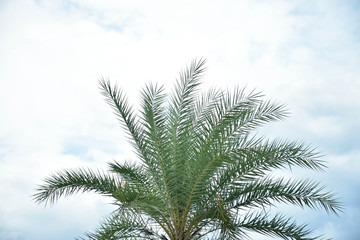 Fototapeta na wymiar palm on sky clouds background