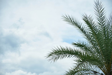 palm on sky clouds background
