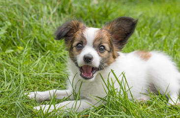 cute papillon puppy in the garden © Vera Kuttelvaserova