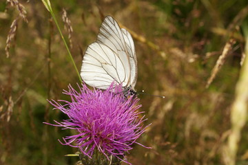 Schmetterling - Weßling