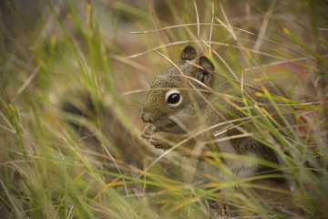 Red squirrel in grass, Teton National Park, Wyoming.