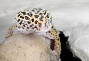 mal richtig abhängen...Leopardgecko