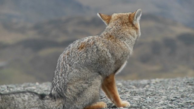 A small fox in the Patagonia region of Chile, Patagonia.
