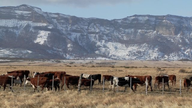 Cattle graze in the fields on a ranch with snowy mountains background.