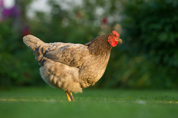 Bluebelle Chicken Outdoors on Green Grass