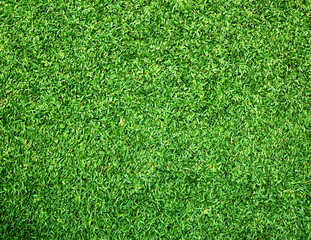 Fototapeta premium Beautiful green grass texture