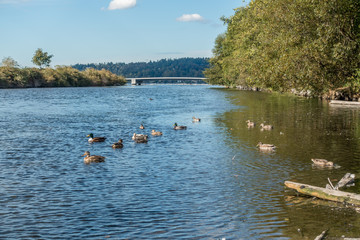 Cedar River Bridge