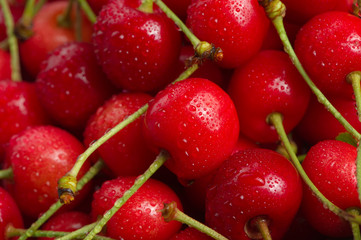 Red Cherries with Water Drops Close-Up