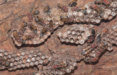 The social wasp insect living togather in the nest.