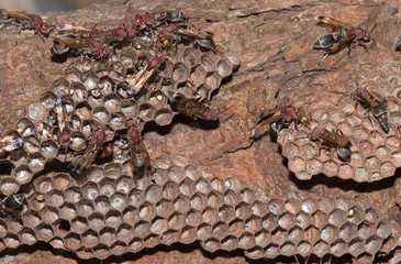 The social wasp insect living togather in the nest.