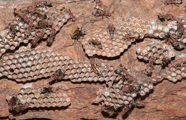 The social wasp insect living togather in the nest.