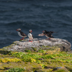 Icelandic puffins at remote islands, Iceland