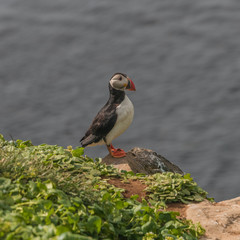 Icelandic puffins at remote islands, Iceland