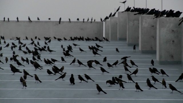 Pan across many black birds sitting in a parking structure in a scene reminiscent of Alfred Hitchcock.