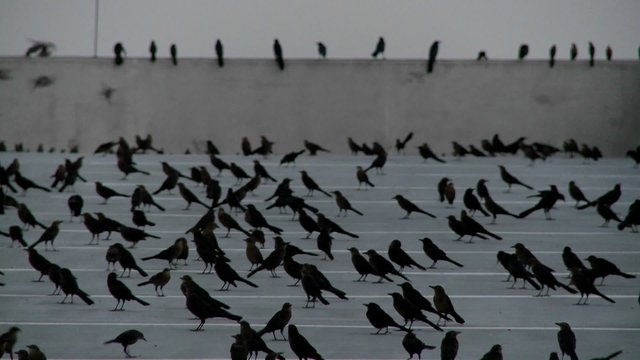 Pan across many black birds sitting in a parking structure in a scene reminiscent of Alfred Hitchcock.