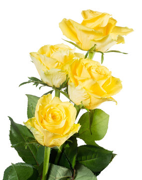 yellow roses isolated