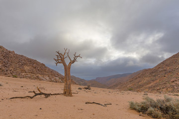 Dead Quiver Tree